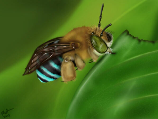 Blue-Banded Bee